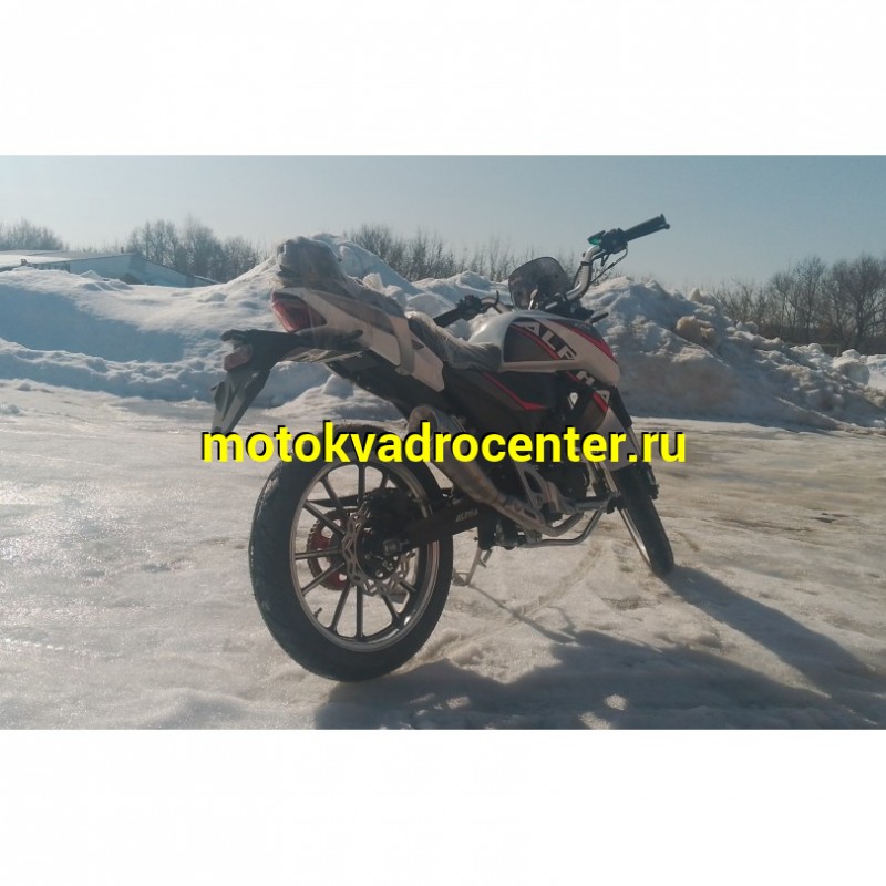 Купить  Мопед Millenium Alpha Champ  4Т; 50cc; колеса 17"литые; 4пер, эл. старт; БЕЗ КИКА!  (шт) 01500 (ТехМаркет купить с доставкой по Москве и России, цена, технические характеристики, комплектация фото  - motoserp.ru
